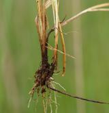 ostřice prosová <i>(Carex panicea)</i> / Zásobní orgán/orgán klonálního růstu