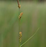 ostřice prosová <i>(Carex panicea)</i> / Plod