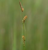 ostřice prosová <i>(Carex panicea)</i> / Plod