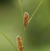 ostřice plstnatoplodá <i>(Carex lasiocarpa)</i> / Plod