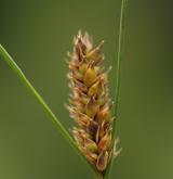 ostřice plstnatoplodá <i>(Carex lasiocarpa)</i> / Plod