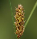 ostřice plstnatoplodá <i>(Carex lasiocarpa)</i> / Plod