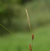 ostřice plstnatoplodá <i>(Carex lasiocarpa)</i> / Habitus