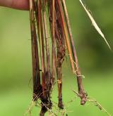 ostřice plstnatoplodá <i>(Carex lasiocarpa)</i> / Ostatní