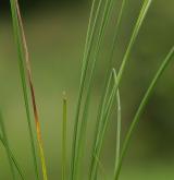 ostřice plstnatoplodá <i>(Carex lasiocarpa)</i> / List