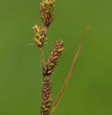 ostřice Hartmanova <i>(Carex hartmanii)</i> / Květ/Květenství