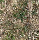 Plevelová vegetace obilnin na minerálně chudých půdách <i>(Scleranthion annui)</i>