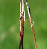 ostřice Hartmanova <i>(Carex hartmanii)</i> / Stonek