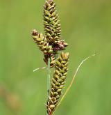 ostřice Hartmanova <i>(Carex hartmanii)</i> / Plod