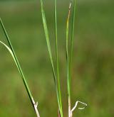 ostřice Hartmanova <i>(Carex hartmanii)</i> / List