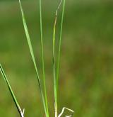 ostřice Hartmanova <i>(Carex hartmanii)</i> / List