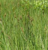 ostřice Hartmanova <i>(Carex hartmanii)</i> / Habitus