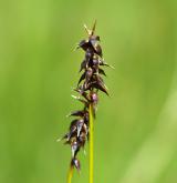 ostřice Davallova <i>(Carex davalliana)</i> / Plod