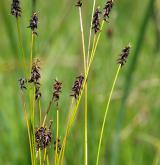 ostřice Davallova <i>(Carex davalliana)</i> / Plod