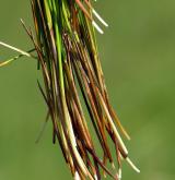 ostřice Davallova <i>(Carex davalliana)</i> / List