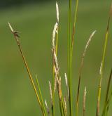 ostřice Davallova <i>(Carex davalliana)</i> / Květ/Květenství