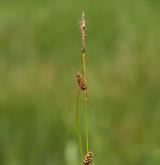 ostřice Hostova <i>(Carex hostiana)</i> / Plod