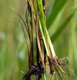 ostřice Hostova <i>(Carex hostiana)</i> / List