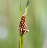 ostřice Hostova <i>(Carex hostiana)</i> / Plod