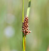 ostřice Hostova <i>(Carex hostiana)</i> / Plod