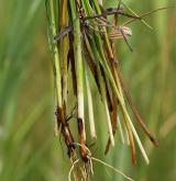 ostřice Hostova <i>(Carex hostiana)</i> / List