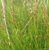 ostřice Hostova <i>(Carex hostiana)</i> / Habitus