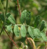 vikev huňatá <i>(Vicia villosa)</i> / List