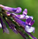 vikev huňatá <i>(Vicia villosa)</i> / Květ/Květenství