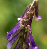 vikev huňatá <i>(Vicia villosa)</i> / Květ/Květenství