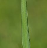 bezkolenec modrý <i>(Molinia caerulea)</i> / List