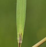 bezkolenec modrý <i>(Molinia caerulea)</i> / List