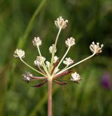 hladýš pruský <i>(Laserpitium prutenicum)</i> / Květ/Květenství