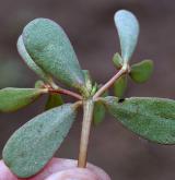 šrucha zelná <i>(Portulaca oleracea)</i>