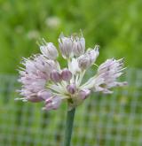 česnek tuhý <i>(Allium strictum)</i> / Květ/Květenství