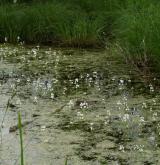 Vegetace vodních rostlin v mělkých, krátkodobě vysychajících vodách <i>(Ranunculion aquatilis)</i>