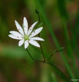 ptačinec trávovitý <i>(Stellaria graminea)</i> / Květ/Květenství