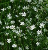 ptačinec trávovitý <i>(Stellaria graminea)</i> / Detail porostu