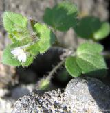 rozrazil laločnatý <i>(Veronica sublobata)</i> / Habitus