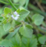 rozrazil laločnatý <i>(Veronica sublobata)</i> / Květ/Květenství