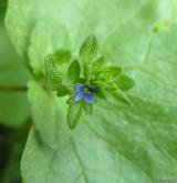 rozrazil rolní <i>(Veronica arvensis)</i> / Květ/Květenství