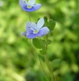 rozrazil nitkovitý <i>(Veronica filiformis)</i> / Květ/Květenství