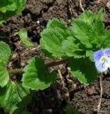 rozrazil perský <i>(Veronica persica)</i> / Habitus