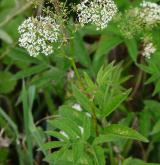 krabilice zápašná <i>(Chaerophyllum aromaticum)</i> / Habitus