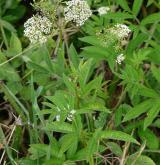 krabilice zápašná <i>(Chaerophyllum aromaticum)</i> / Habitus