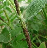 krabilice zápašná <i>(Chaerophyllum aromaticum)</i> / Stonek