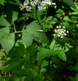 krabilice zápašná <i>(Chaerophyllum aromaticum)</i> / Habitus