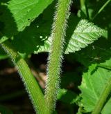 krabilice zápašná <i>(Chaerophyllum aromaticum)</i> / Stonek