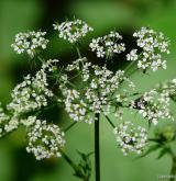 krabilice zápašná <i>(Chaerophyllum aromaticum)</i> / Květ/Květenství