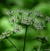 krabilice zápašná <i>(Chaerophyllum aromaticum)</i> / Květ/Květenství