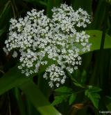krabilice chlupatá <i>(Chaerophyllum hirsutum)</i> / Květ/Květenství